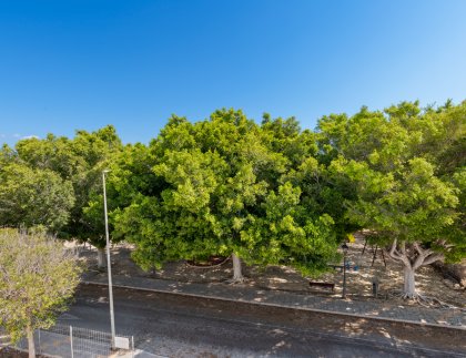 Villa · Obra nueva - Mil Palmeras · Alicante · España